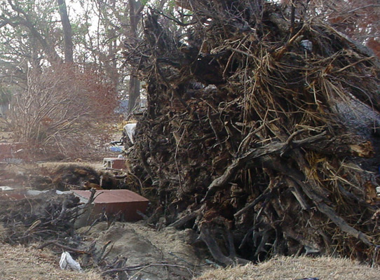 Trees Pulled from the Ground During the Storm